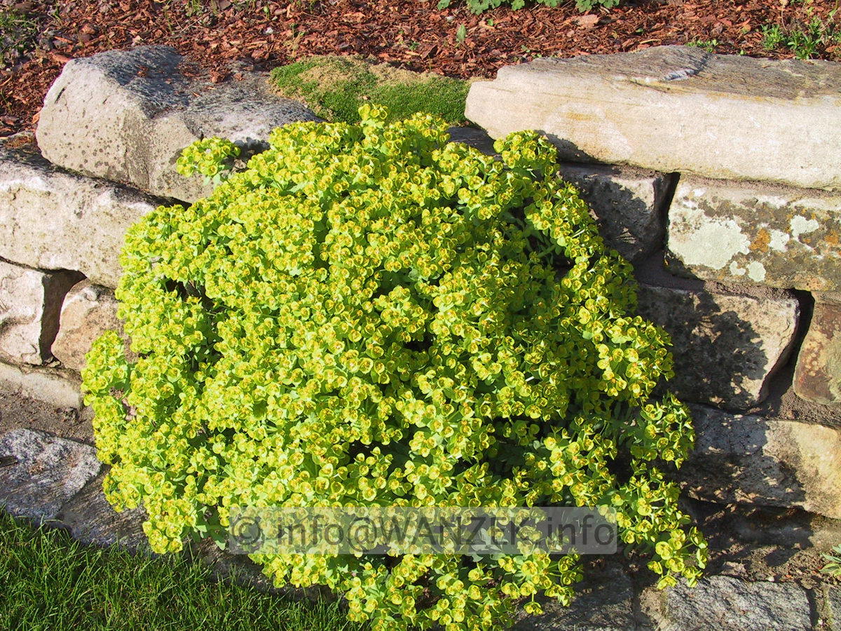 Euphorbia myrsinites 01.JPG